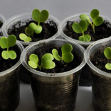 Doba zapnutí: kdy zaseje zelí na sazenice v roce 2022